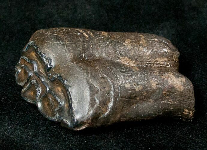 Pleistocene Aged Fossil Horse Tooth - Florida #17443